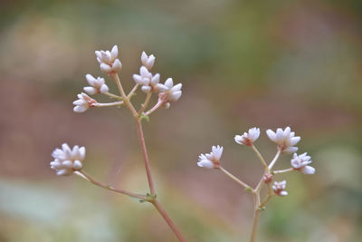 Close-up of white flowers