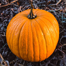 Autumn pumpkin for halloween party