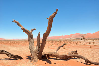 Dead vlei in naukluft national park, namibia, taken in january 2018