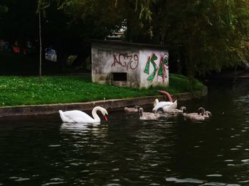 Swans swimming in lake
