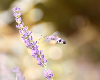 Close-up of insect on purple flower