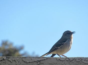 Low angle view of bird perching against the sky