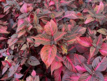 Full frame shot of pink leaves