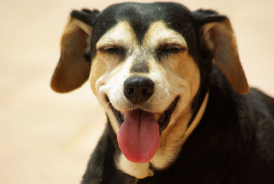 Closeup side view of a smiling dog. a dog sticks tongue out in the summer heat. algarve, portugal