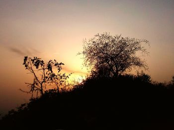 Silhouette of trees at sunset