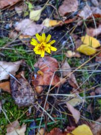 Close-up of yellow flowers