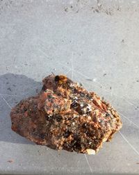 High angle view of crab on rock