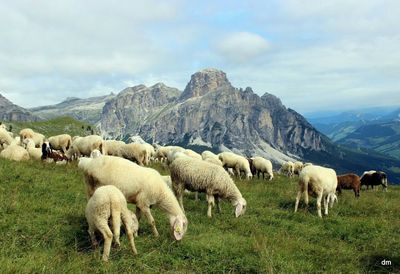 Flock of sheep grazing on field