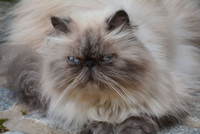 Close-up portrait of a cat