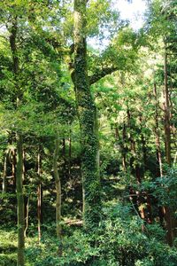 View of trees in forest