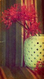 Close up of red flowers