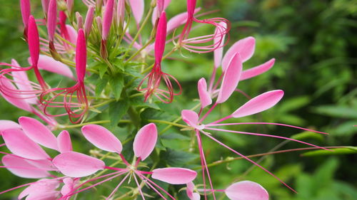 Close-up of pink flowers