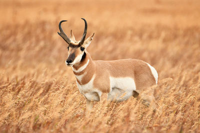 Pronghorn in field