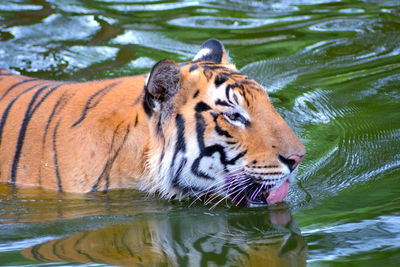 Tiger swimming in a lake