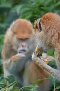 Close-up of a monkey