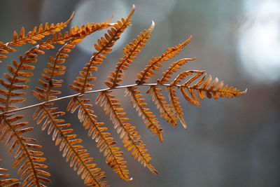 Close-up of plants