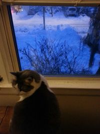 Cat looking away