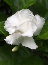 Close-up of white flower blooming outdoors