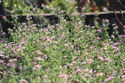 Close-up of flowering plants on field