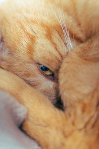 Close-up portrait of a cat