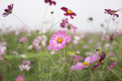 Close-up of pink cosmos flowers on field