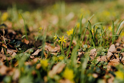 Close-up of dry leaves on field