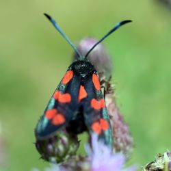 Close-up of butterfly on flower bud