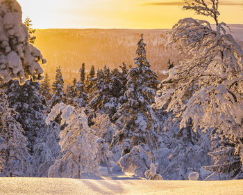 Snowy forest in sunset light