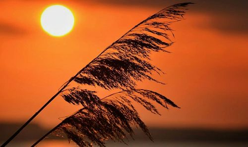 Scenic view of sunset