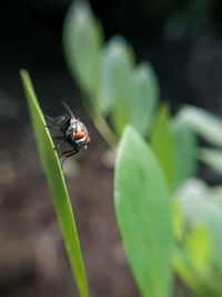 Close-up of insect on leaf
