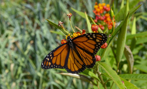 monarch butterfly