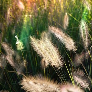Close-up of plant growing on field