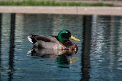 Duck swimming in lake