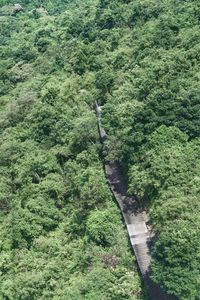 High angle view of trees growing in forest