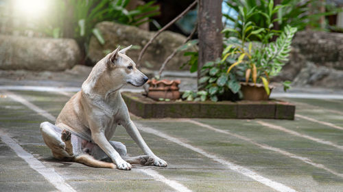 Dog looking away