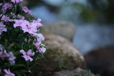 Close-up of pink flowering plant growing outdoors