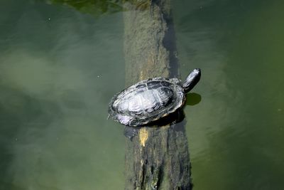 High angle view of turtle on log in lake