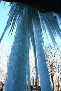 Low angle view of trees