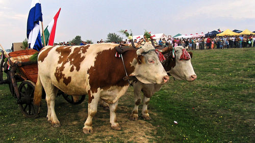 Cows on field against sky