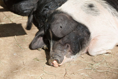 High angle view of pig sleeping on sunny day