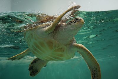 Close-up of turtle swimming in sea