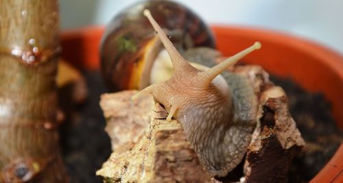 Close-up of snail on wood