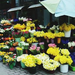Colorful flowers for sale in market