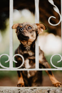 Close-up portrait of a dog looking away