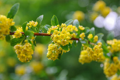 Close-up of yellow flowering plant