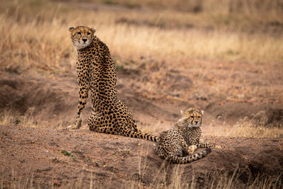 Cheetah on land