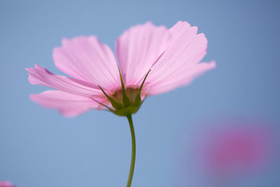 Close-up of pink cosmos flower blooming against sky