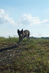 Dog standing on field