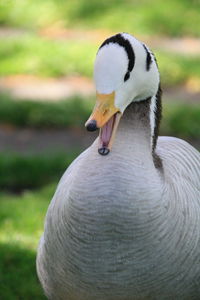 Close-up of swan