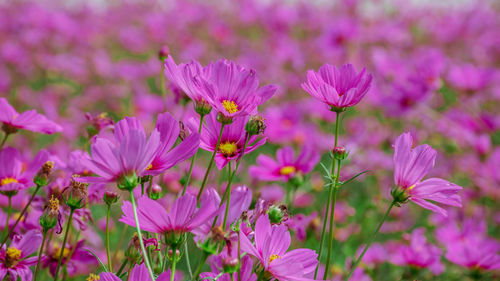 Close-up of pink flowering plants on field